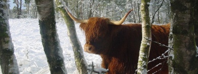 De Maashorst in de winter